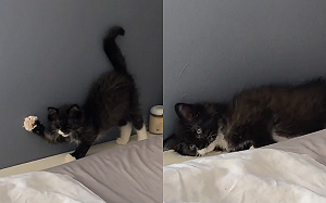 小貓起床瞬間放棄秒倒回！網友爆笑