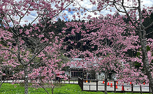 阿里山粉紅櫻花浪漫盛開！228連假交管措施看這邊