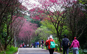 228連假遊新北水岸光廊及山城花景