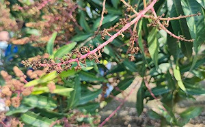 寒流來襲全台農損9千萬！農委會：苗栗縣損失3千3百萬元最慘重