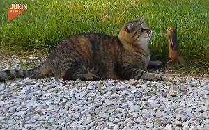 (影)晚餐超兇！貓叼花栗鼠回家遭鼠狂毆