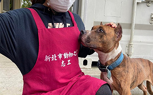 防比特犬傷人 新北辦教育訓練並籲228前登記免受罰