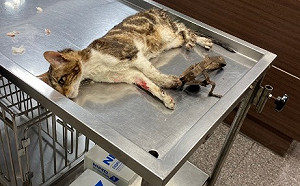 攤商設獸鋏捕鼠誤傷浪浪  新北動保處查處罰3萬元