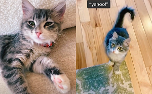 貓聽關鍵字竟「呀呼歡呼」！網笑翻