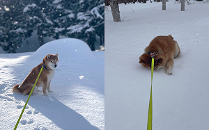 柴不想回家！牠鼻子插雪中趴地耍賴