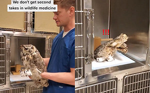 貓頭鷹麻醉沒退慘撞頭！怒瞪醫師