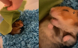 飼主偷掀被子！倉鼠怒蓋回去：別吵