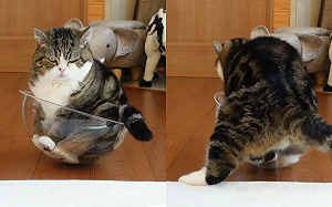 貓狂抖也要進去碗！完勝後表情跩翻