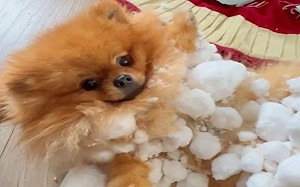 狗雪地狂奔「黏湯圓」！千萬網笑翻