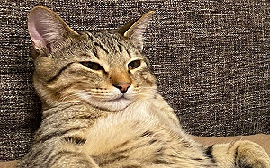 貓咪複製奴才耍廢！秒變沙發馬鈴薯