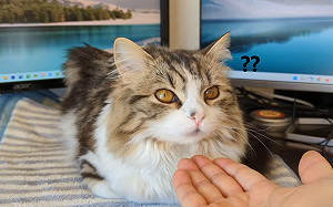 (影)教貓咪學指令！牠愣4秒竟伸頭爽睡