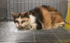 新北動保處回春雙響炮方案  貓阿嬤水噹噹找到幸福歸宿