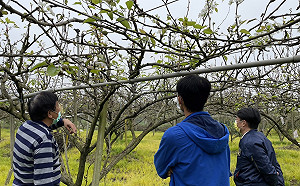 2月低溫影響梨結果 新北市府勘查提救助