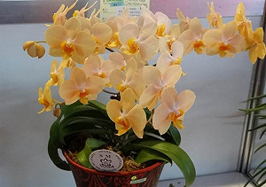 雜交蘭花帶出新契機 高雄農改場奪8獎