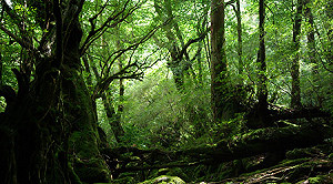 世界遺產屋久島登山熱   調漲入山費1倍起跳