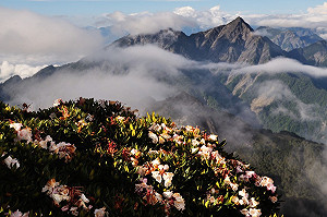 日溫差影響生物分布  中研院團隊挑戰生態學假說