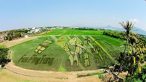 屏東彩稻藝術攜手長榮 打造3D飛機立體稻田