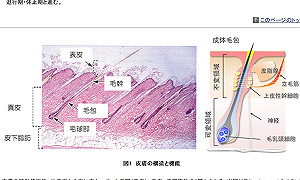 世界首次  iPS細胞成功做出全部皮膚組織
