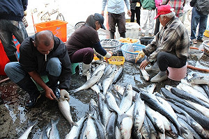 稽察水產藥物殘留 食藥署：均合格