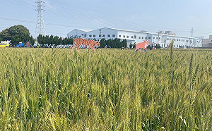 上藍下黃好景色 周永鴻：來大雅賞麥田也挺烏克蘭