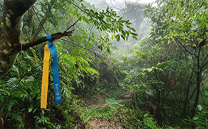 挺烏克蘭？台三線古道綁滿藍黃布條