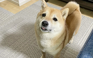 吃個布丁被柴犬情勒！QQ表情超可憐