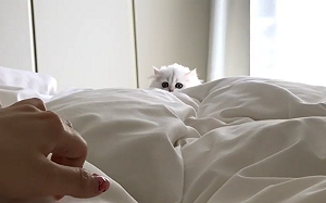 受到召喚！小白貓化身飛彈撲主人