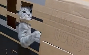 敲敲貓屋打招呼！小房主無心招待