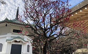 劉黎兒觀點》日本夯什麼？賞梅好時機 梅花原來還有不明白？