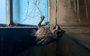 網友救下貓頭鷹！不料成超萌跟屁蟲