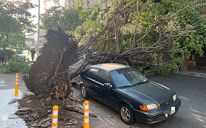 高雄突掀強風  飛外島班機延後、工地圍籬路樹傾倒