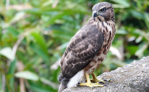 大笨鳥被誤認是老鷹  新北動保員馳援確認是黑冠麻鷺