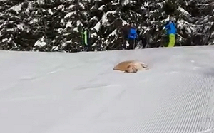 狗雪地上玩溜滑梯！滑下山坡超開心