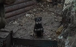 幼犬軍營外流浪！烏國士兵霸氣收編