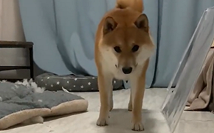 (影)搗蛋被抓尷尬！柴犬眼球震動腳狂抖
