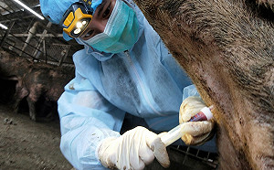 新北防疫女英雄 動物健康一把罩