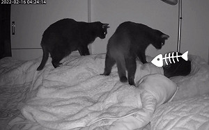 睡覺遭2貓壓身蓋頭！網：還活著？