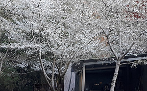 白色情人節迎浪漫「3月雪」！大雪山霧社櫻盛開