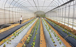 農膜處理不易造成環境污染！農委會推回收3原則