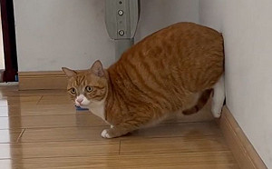 橘貓為罐罐拚了！竟擺專業跑者架勢