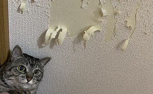 勸退系列？飼主曝光養貓後的房間