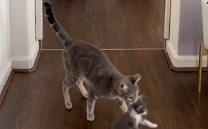 小貓總從待領養區失蹤！偷拍後懂了