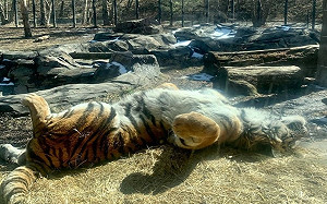 猛虎曬太陽直接躺平！網：根本家貓