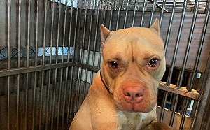 又見比特犬被棄養！新北嚴抓將重罰15萬元   懸賞獎金7.5萬元