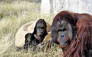 誰是你的動物系情人？ 壽山動物園感情世界大揭密