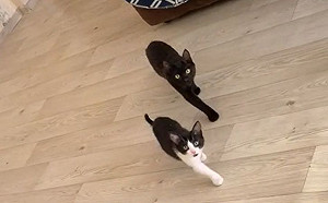 貓貓雙煞！逼近主人步伐「神同步」