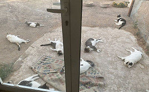 集體宿醉？她門外「滿地是貓」超狂