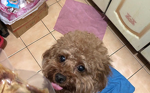 共度白色情人節 新北動保處提醒勿讓狗貓誤食巧克力