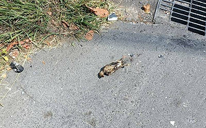 鳥獸碰觸害停電惹議！台電：相關事故9年降幅近4成