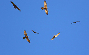 鵟鷹再現！2022鷹揚八卦活動正式開跑